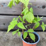 Malina červená, remontantná (Rubus idaeus) ´MEEKER´ - výška 20-30 cm, kont. C1,5L